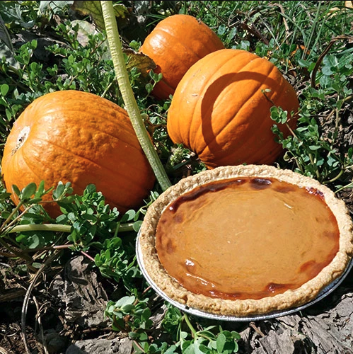 Thanksgiving Pies